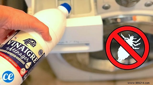 Proven White Vinegar Method to Eliminate Lice from Delicate Laundry at 40°C