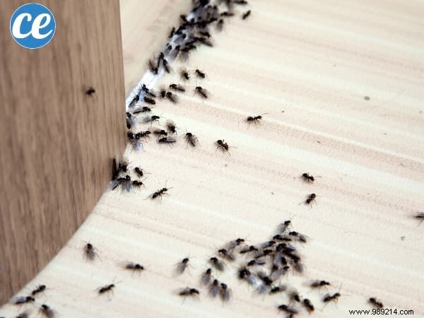 17 Proven White Vinegar Uses: The Ultimate Natural Cleaner for Home, Laundry, and Garden