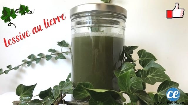 Grandma s Proven Ivy Leaf Laundry Detergent: Free, Natural, and Effective