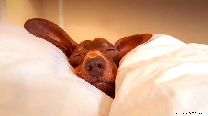 Struggling to Sleep? 10 Proven Natural Tips to Drift Off Fast and Sleep Like a Baby