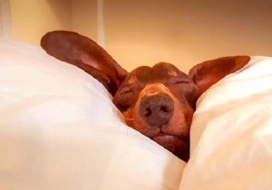 Struggling to Sleep? 10 Proven Natural Tips to Drift Off Fast and Sleep Like a Baby