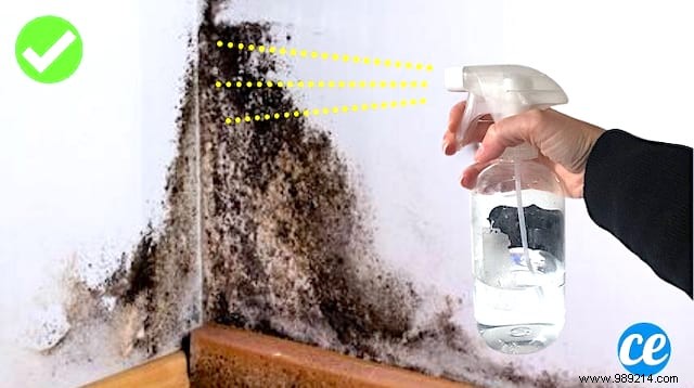 How to Effectively Remove Mold from Walls Using White Vinegar and Tea Tree Oil