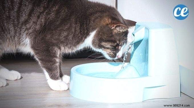 Proven White Vinegar Trick to Easily Clean and Descaling Your Cat s Water Fountain