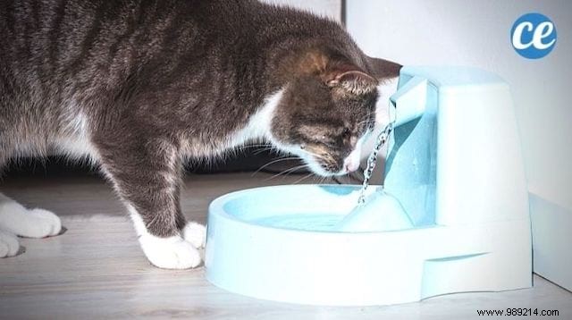 Proven White Vinegar Trick to Easily Clean and Descaling Your Cat s Water Fountain
