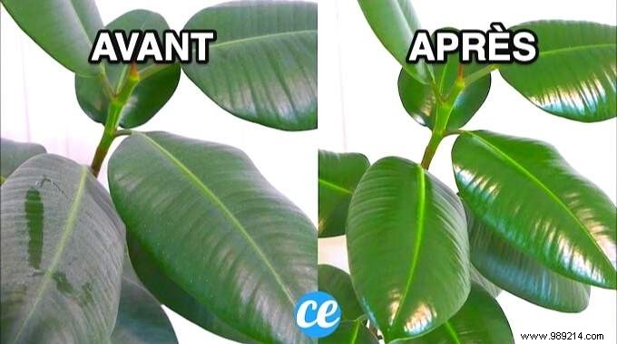 Expert Natural Trick: Clean and Shine Houseplant Leaves with Vinegar