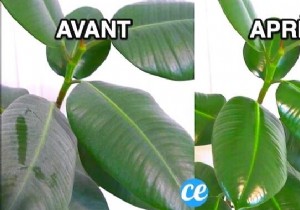 Expert Natural Trick: Clean and Shine Houseplant Leaves with Vinegar
