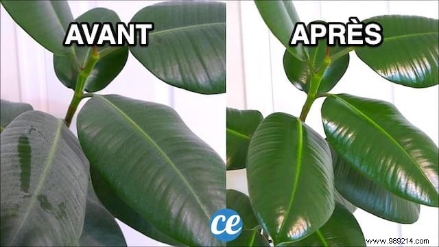 Expert Natural Trick: Clean and Shine Houseplant Leaves with Vinegar