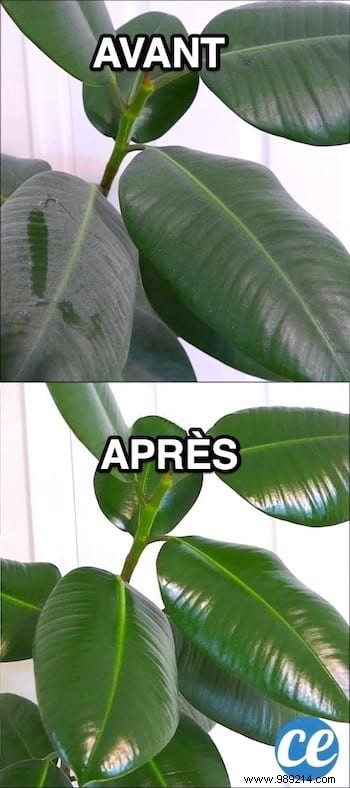 Expert Natural Trick: Clean and Shine Houseplant Leaves with Vinegar