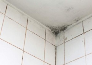 7 Proven Natural Ways to Eliminate Bathroom Mold Effectively
