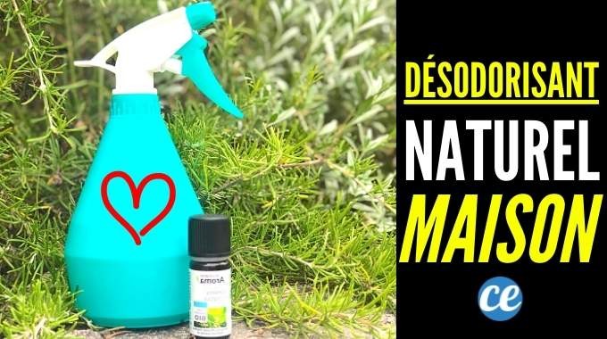 How I Keep My Home Smelling Fresh Naturally with DIY Rosemary Essential Oil Spray