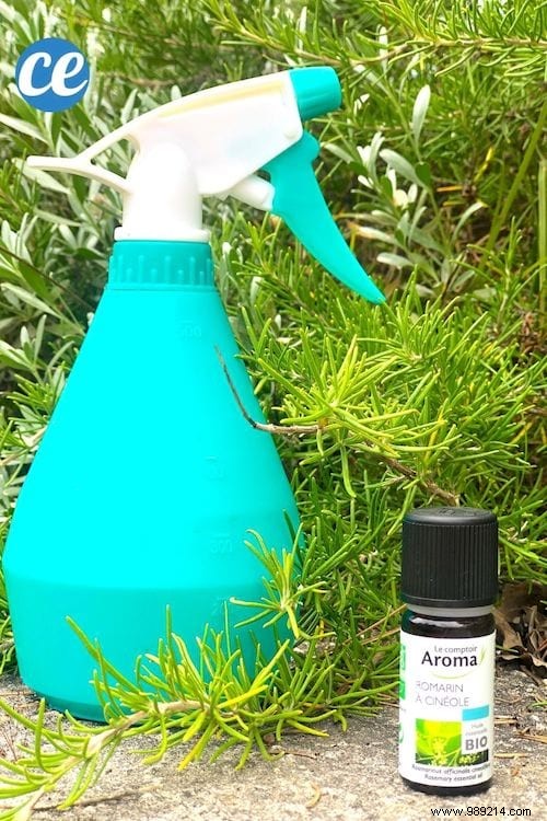 How I Keep My Home Smelling Fresh Naturally with DIY Rosemary Essential Oil Spray