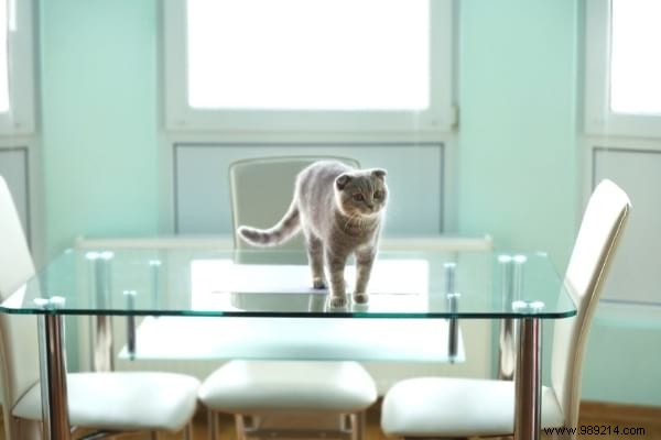5 Expert Ways to Clean Glass Tables Streak-Free Using Natural Methods