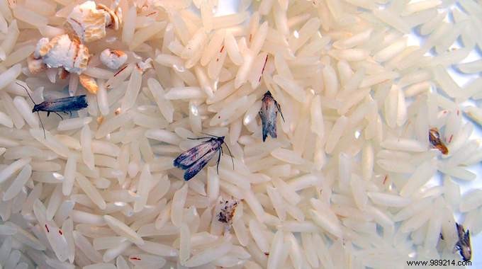 20 Pantry Foods That Attract Moths: Expert Tips to Protect Your Kitchen