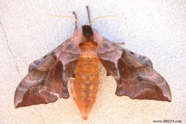 20 Pantry Foods That Attract Moths: Expert Tips to Protect Your Kitchen