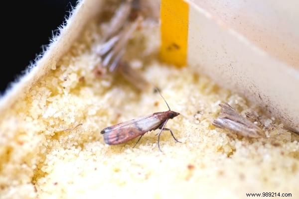 20 Pantry Foods That Attract Moths: Expert Tips to Protect Your Kitchen