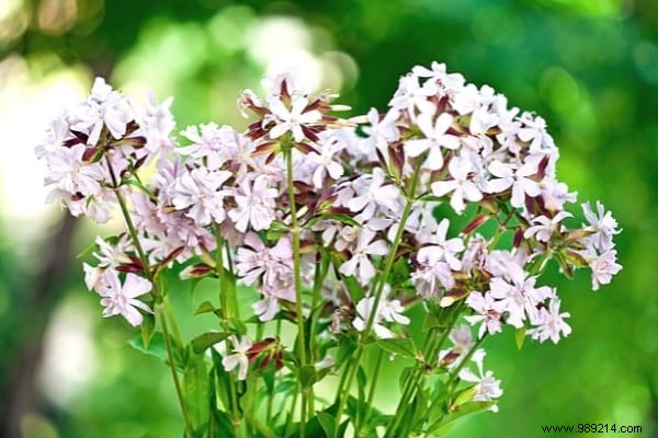 9 Proven Natural Methods to Wash Clothes Without Detergent – Eco-Friendly Expert Tips