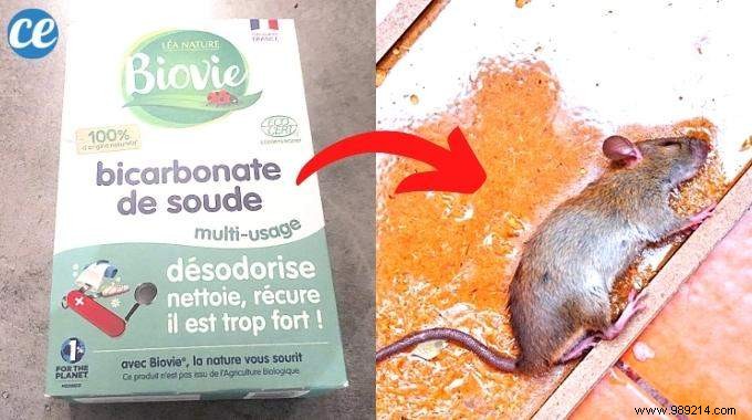 Proven Natural Rat Killer: Baking Soda and Toothpaste Bait – Plus Humane Alternatives