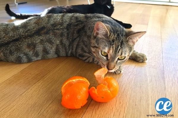 13 Genius Ways to Repurpose Clementine Peels – Zero Waste Tips from a Waste-Reduction Expert