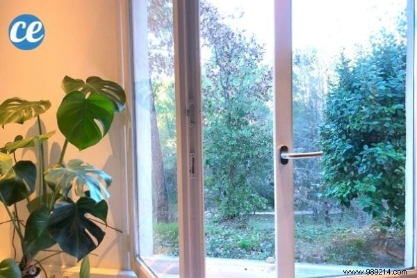 11 Proven Natural Ways to Humidify Your Home Without a Humidifier