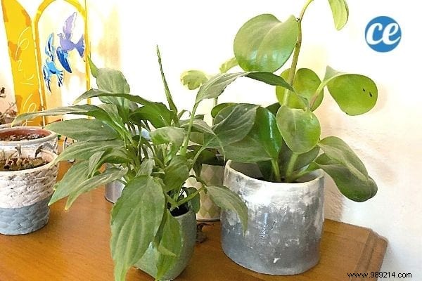 11 Proven Natural Ways to Humidify Your Home Without a Humidifier