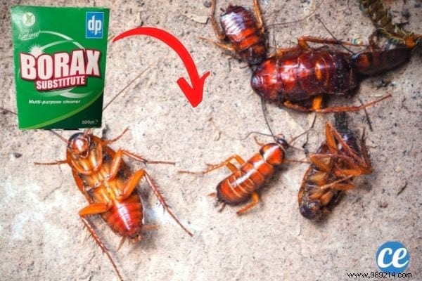 10 Surprising Boric Acid Uses for Cleaning, Pest Control & Home Care