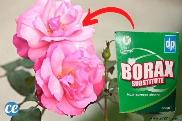 10 Surprising Boric Acid Uses for Cleaning, Pest Control & Home Care