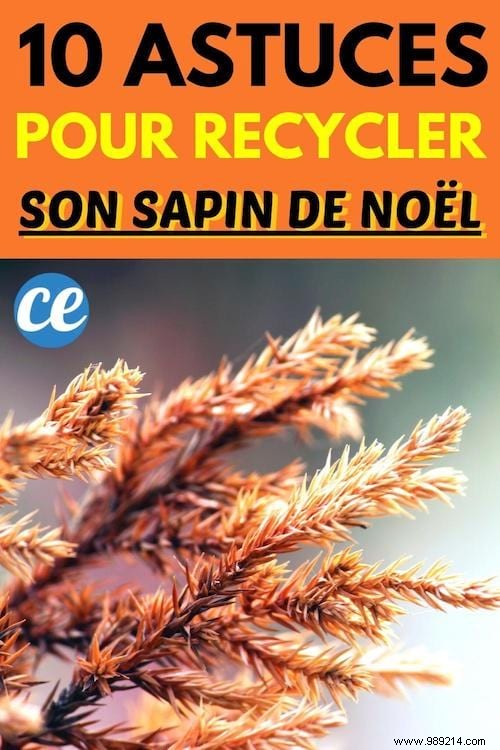 10 Expert Tips to Recycle Your Christmas Tree and Give It a Second Life