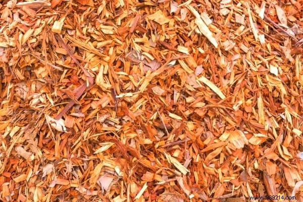 10 Expert Tips to Recycle Your Christmas Tree and Give It a Second Life