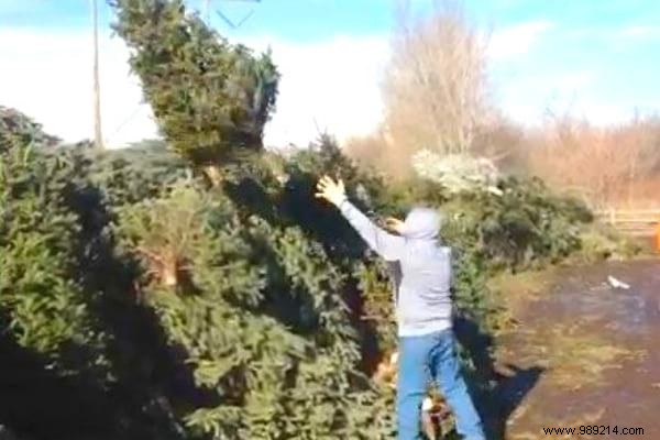 10 Expert Tips to Recycle Your Christmas Tree and Give It a Second Life