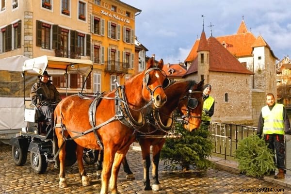 10 Expert Tips to Recycle Your Christmas Tree and Give It a Second Life