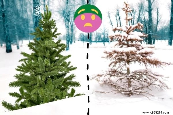 10 Expert Tips to Recycle Your Christmas Tree and Give It a Second Life