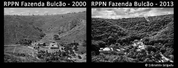 How Sebastião Salgado and Wife Revived a Barren Brazilian Forest by Planting 2 Million Trees in 20 Years