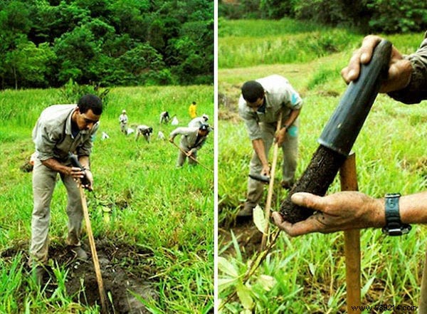 How Sebastião Salgado and Wife Revived a Barren Brazilian Forest by Planting 2 Million Trees in 20 Years