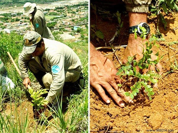 How Sebastião Salgado and Wife Revived a Barren Brazilian Forest by Planting 2 Million Trees in 20 Years