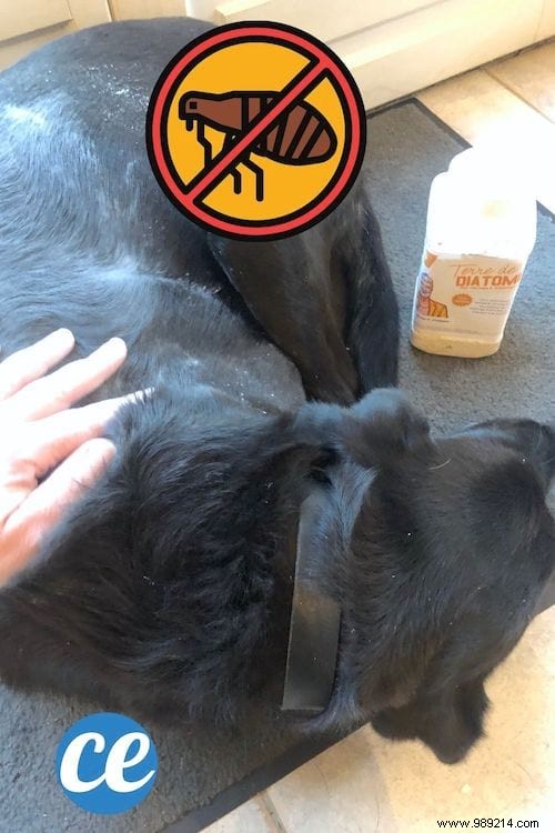 20 Proven Uses for Diatomaceous Earth: Natural Pest Control, Cleaning, Gardening, and Health Benefits