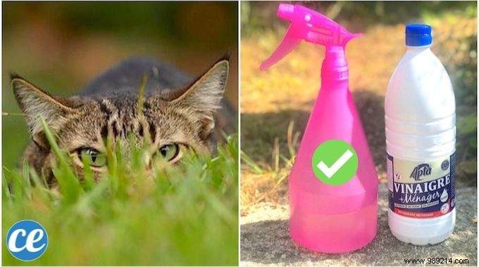 Vet-Recommended Natural Cat Repellent: White Vinegar Cats Can t Stand