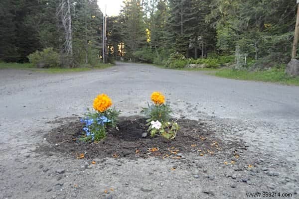 Frustrated by Unfixed Potholes? This Community Plants Flowers Instead