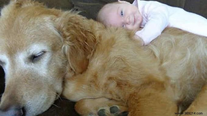 20 Heartwarming Photos of Toddlers and Their Giant Dogs