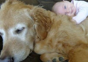 20 Heartwarming Photos of Toddlers and Their Giant Dogs