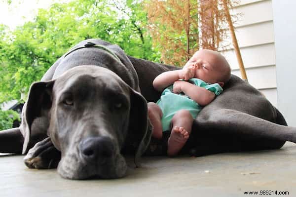 20 Heartwarming Photos of Toddlers and Their Giant Dogs