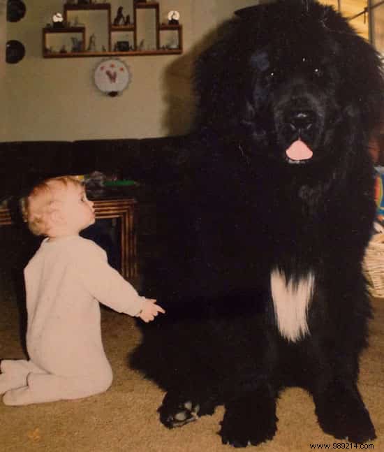 20 Heartwarming Photos of Toddlers and Their Giant Dogs