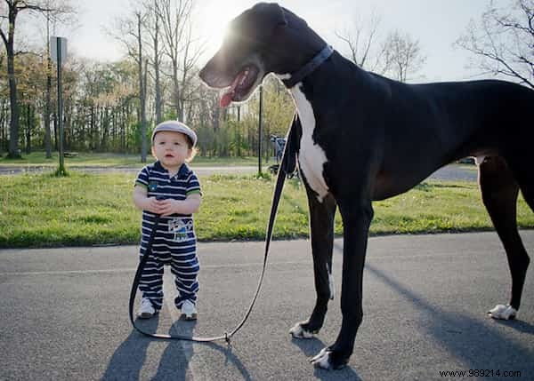 20 Heartwarming Photos of Toddlers and Their Giant Dogs