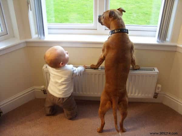 20 Heartwarming Photos of Toddlers and Their Giant Dogs