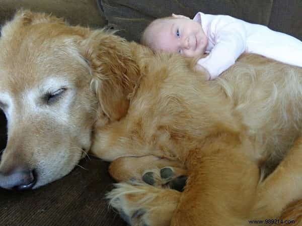 20 Heartwarming Photos of Toddlers and Their Giant Dogs