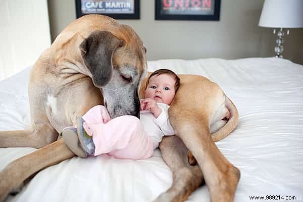 20 Heartwarming Photos of Toddlers and Their Giant Dogs