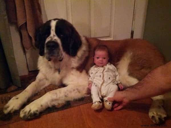 20 Heartwarming Photos of Toddlers and Their Giant Dogs