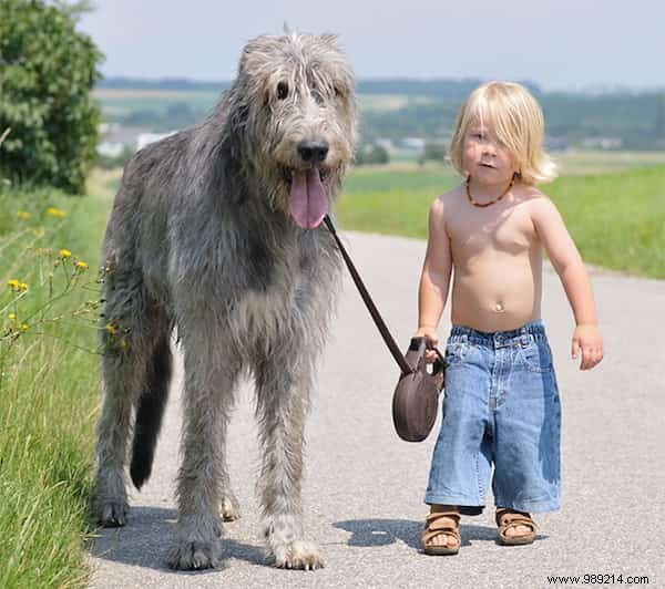 20 Heartwarming Photos of Toddlers and Their Giant Dogs