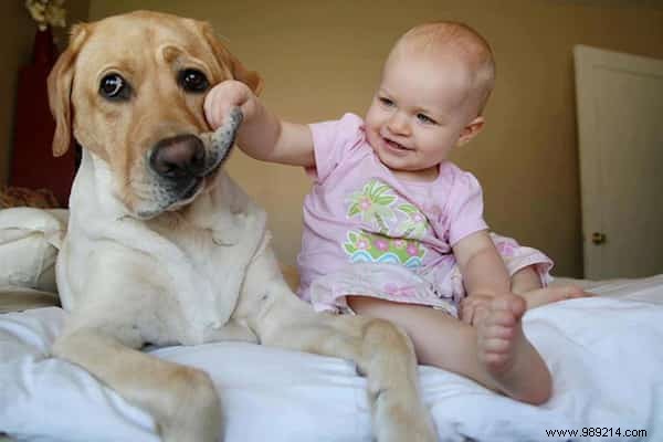 20 Heartwarming Photos of Toddlers and Their Giant Dogs