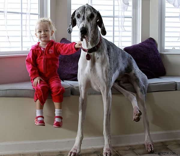 20 Heartwarming Photos of Toddlers and Their Giant Dogs