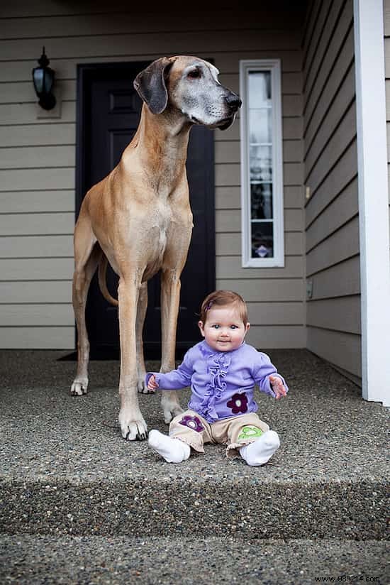 20 Heartwarming Photos of Toddlers and Their Giant Dogs